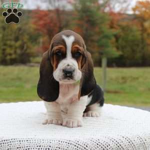 Barney, Basset Hound Puppy